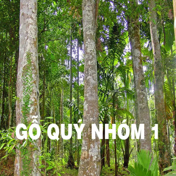 Bảng giá các loại gỗ nhóm 1, 1A quý hiếm bậc nhất năm 2025