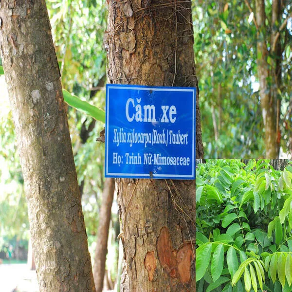 Gỗ căm xe là gỗ gì? Gỗ căm xe giá bao nhiêu 1 m3?