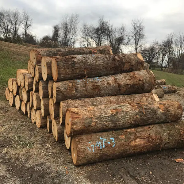 Gỗ Sồi (gỗ Oak) Là Gì? Gỗ sồi giá bao nhiêu m2?