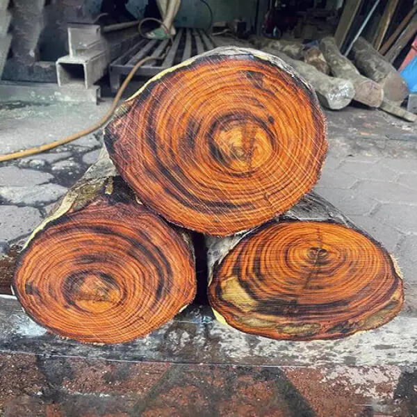 Gỗ Trắc là gì? Gỗ trắc bao nhiêu tiền 1kg? [Cập Nhật 2025]