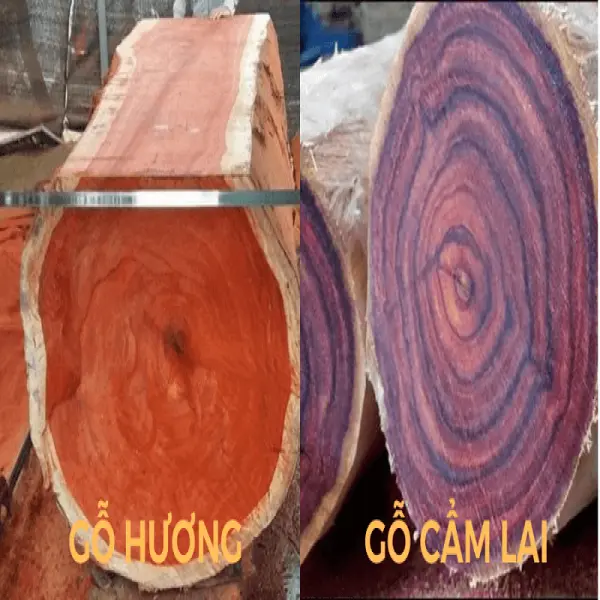 So sánh gỗ cẩm lai và gỗ hương: Lựa chọn loại nào cho nội thất?