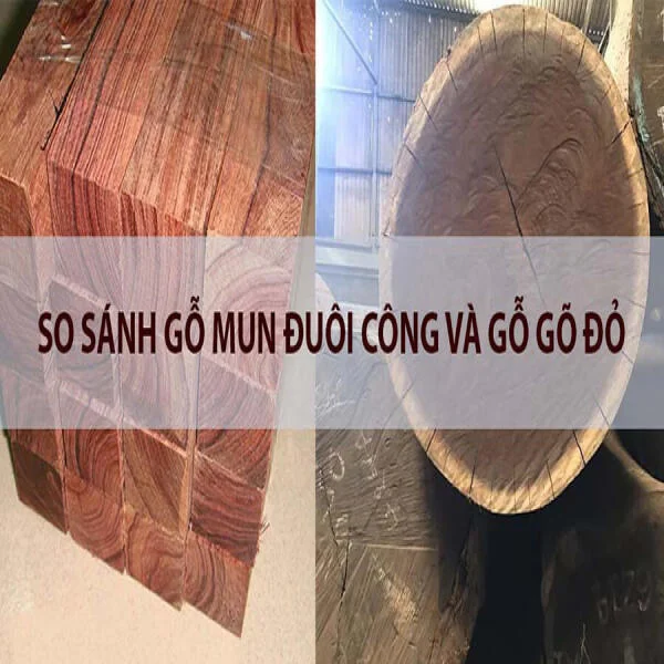 So sánh gỗ mun đuôi công và gỗ hương: Lựa chọn đẳng cấp cho nội thất hạng sang