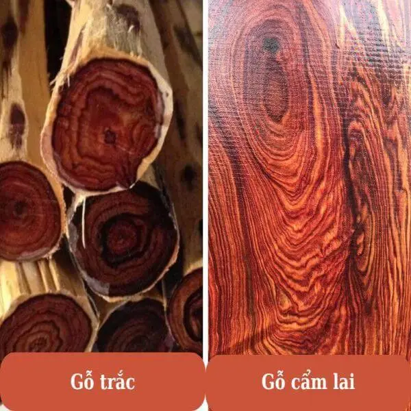 So sánh gỗ trắc và gỗ cẩm lai: Nên lựa chọn loại gỗ nào?