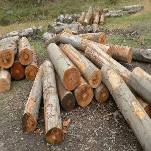 Gỗ dẻ gai (gỗ Beech) là gỗ gì? Giá bao nhiều tiền một khối?