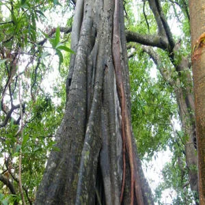 Gỗ mun hoa thuộc nhóm mấy? Bảng giá gỗ mun hoa mới nhất 2026