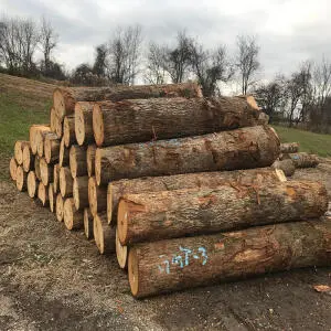 Gỗ Sồi (gỗ Oak) Là Gì? Gỗ sồi giá bao nhiêu m2?