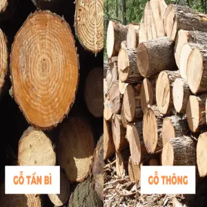 So sánh gỗ tần bì và gỗ thông: Lựa chọn nào tối ưu cho nội thất và xây dựng?