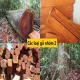 Gỗ nhóm 2 là gì? Các loại gỗ nhóm 2 phổ chất lượng cao tại Việt Nam