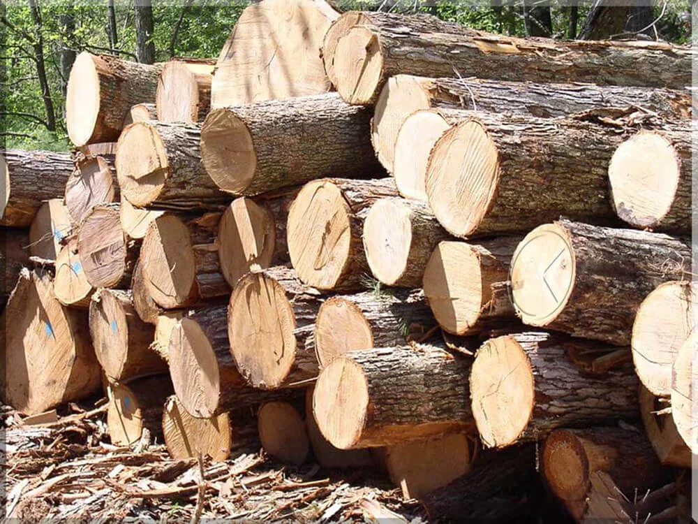 Loại gỗ thông phổ biến hiện nay