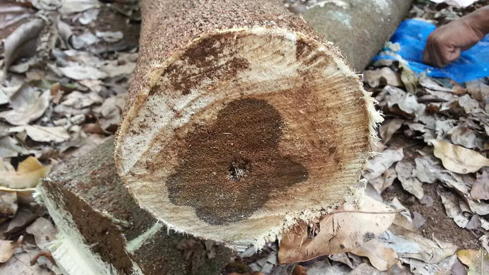 Gỗ Trắc