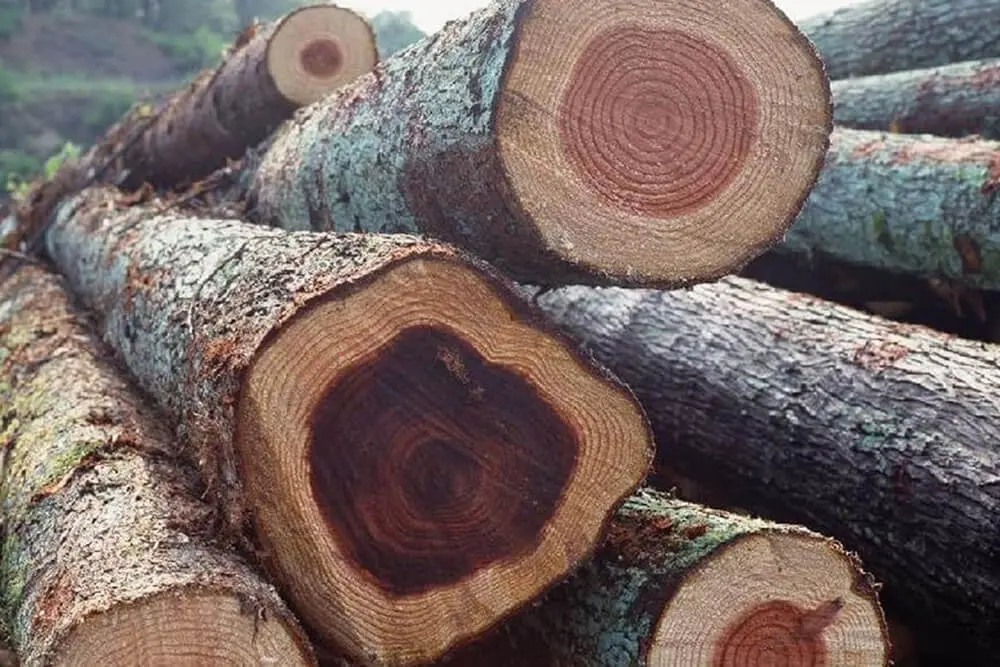 Gỗ Gõ đỏ (cà te)
