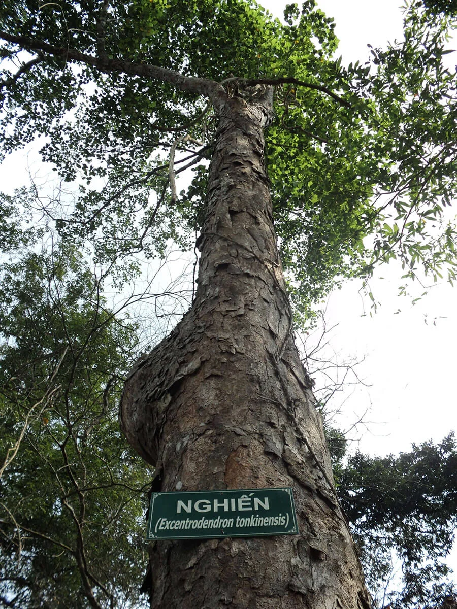 Gỗ Nghiến