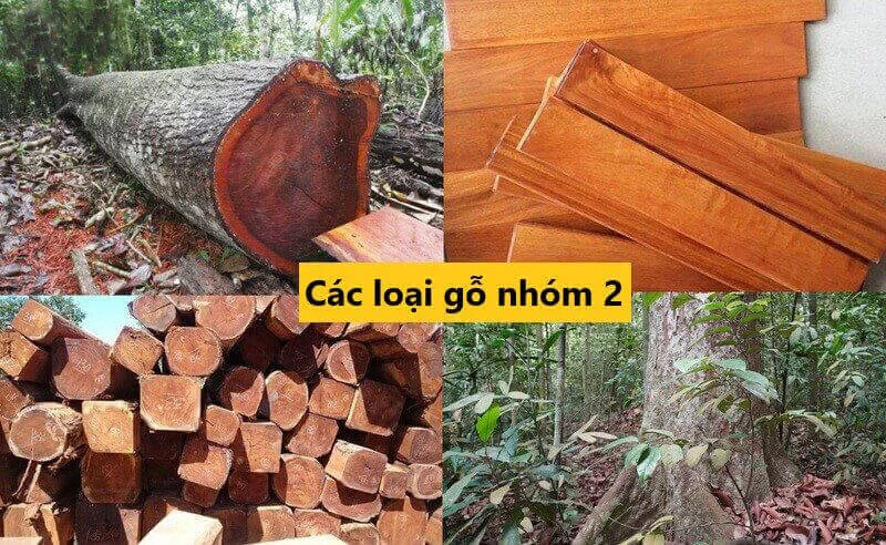 Gỗ nhóm 2 là gì?