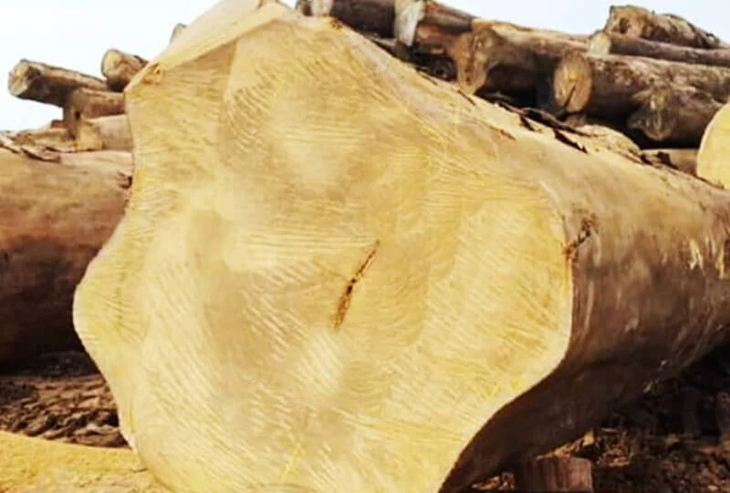 Cách nhận biết gỗ cẩm vàng