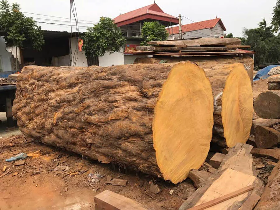 Gỗ cẩm vàng là gì?