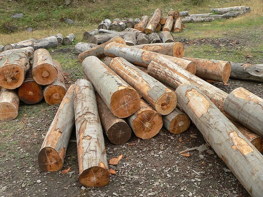 Gỗ dẻ gai bao nhiêu tiền một khối?