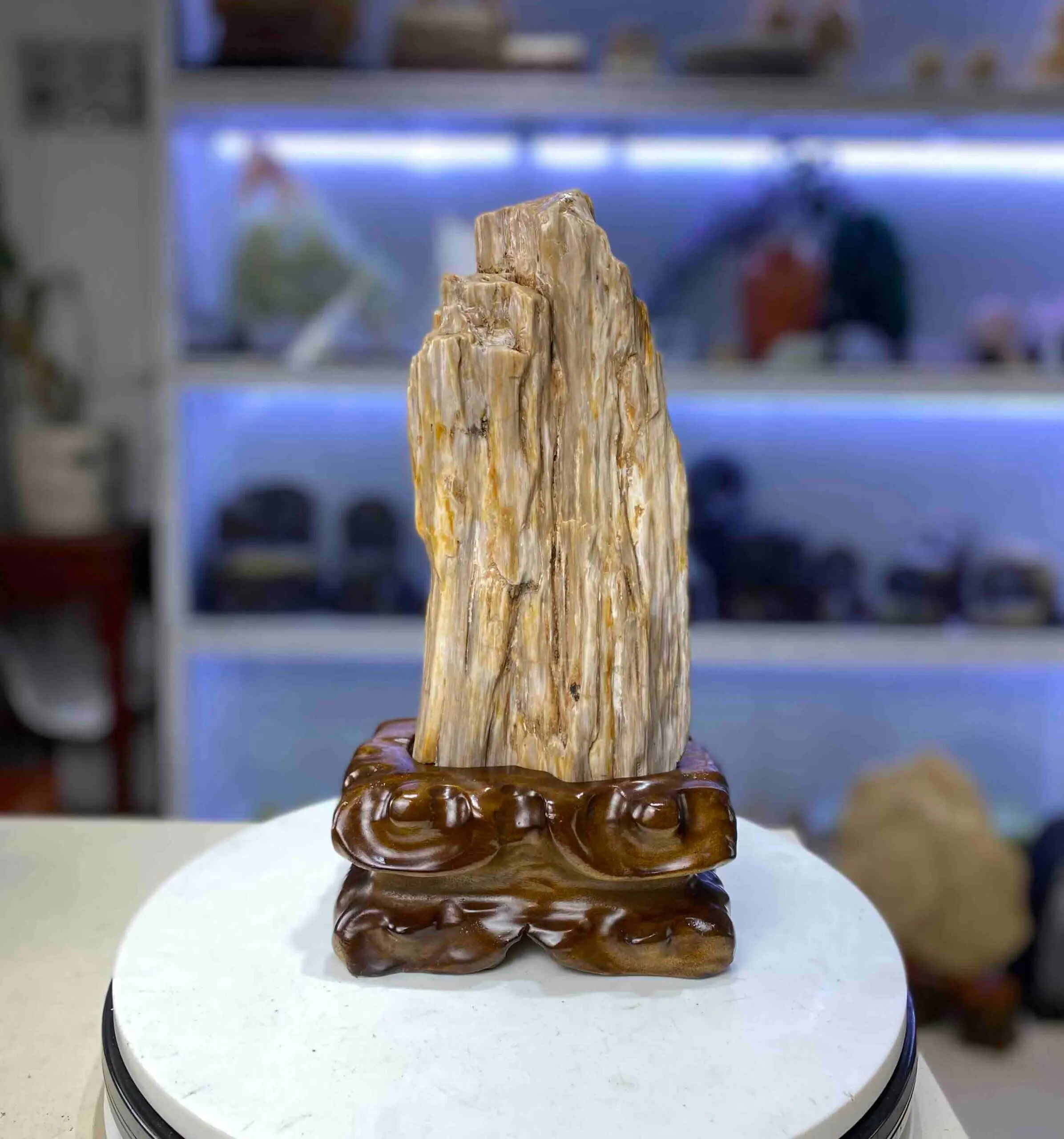 Gỗ hóa thạch có giá trị không?