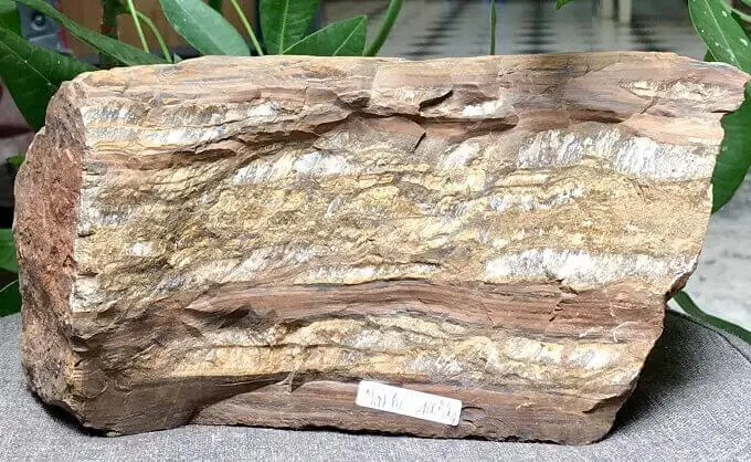 Màu sắc Gỗ hóa thạch có ý nghĩa Phong thủy như thế nào?