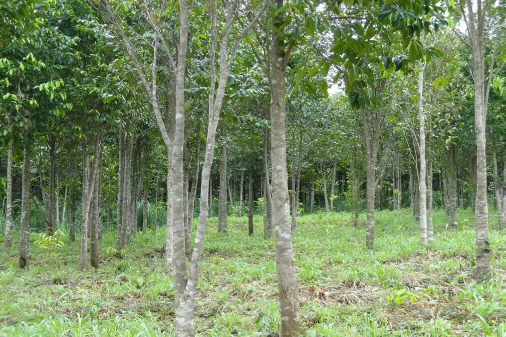 Các loại gỗ Hương phổ biến