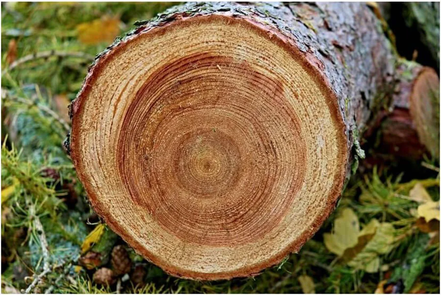Đặc điểm nổi bật
