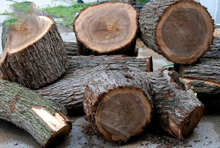 Phân loại gỗ Lát