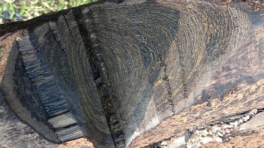 Đặc điểm nhận dạng