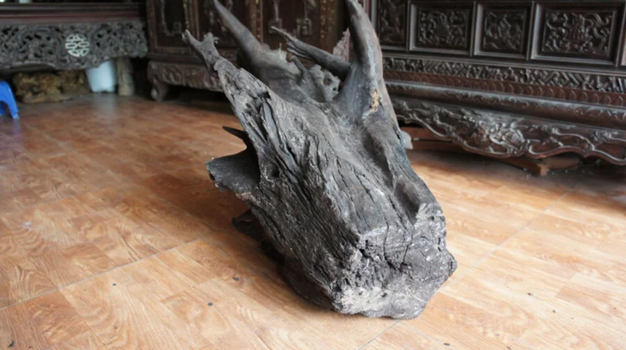 Các loại gỗ mun