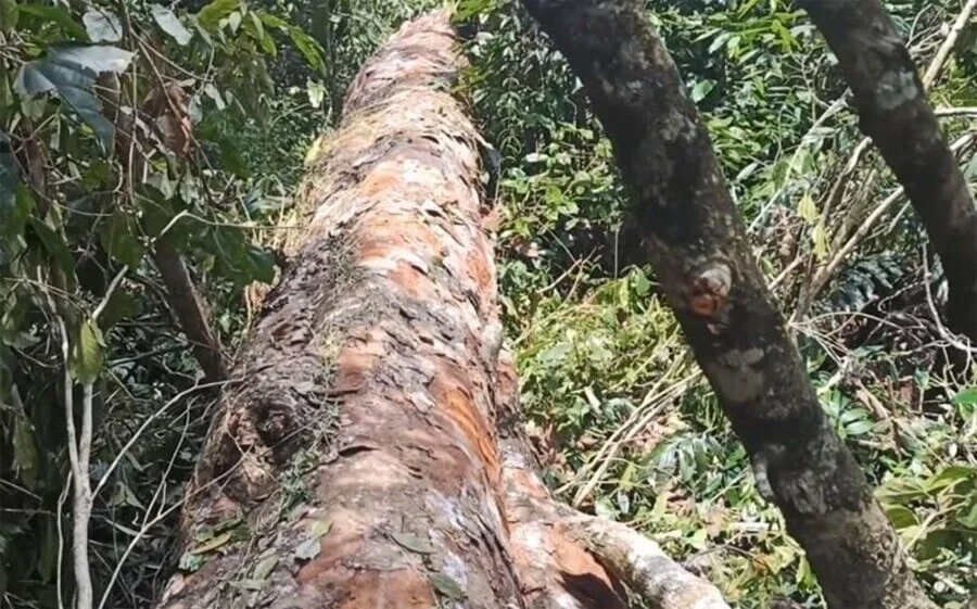 Gỗ nghiến có mấy loại?