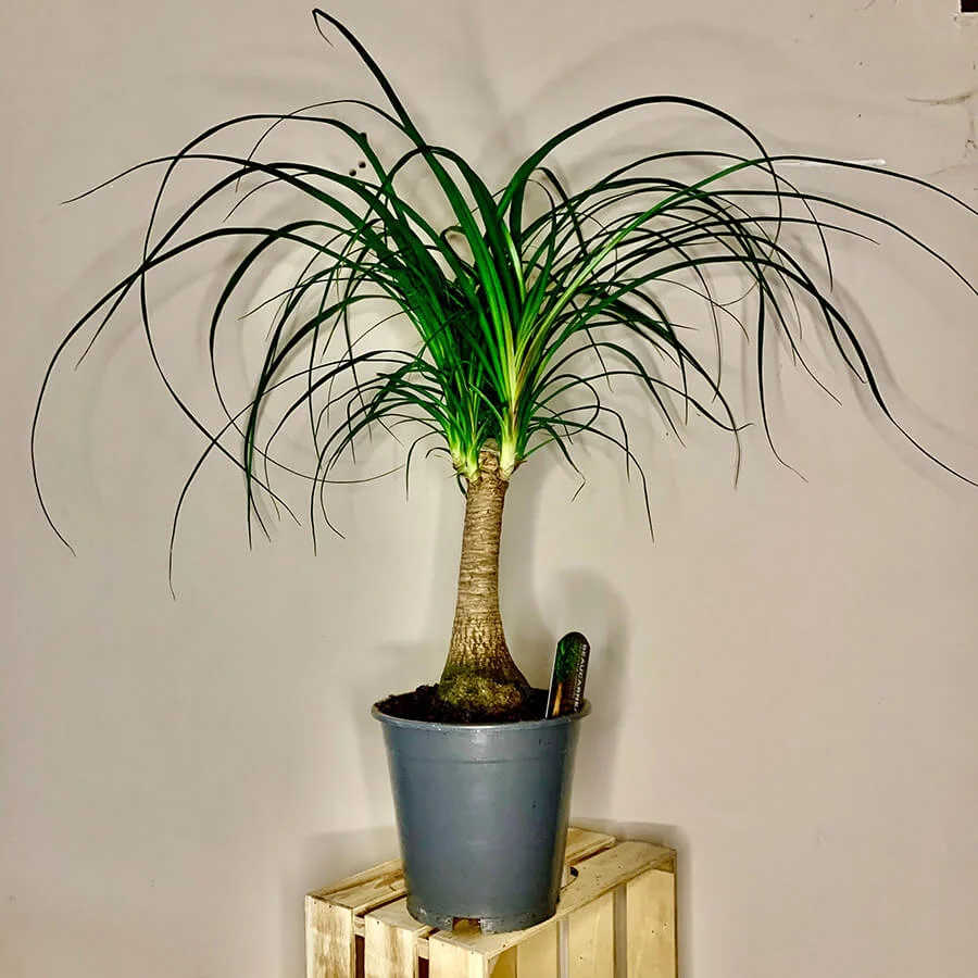 Cây Cọ Đuôi Ngựa