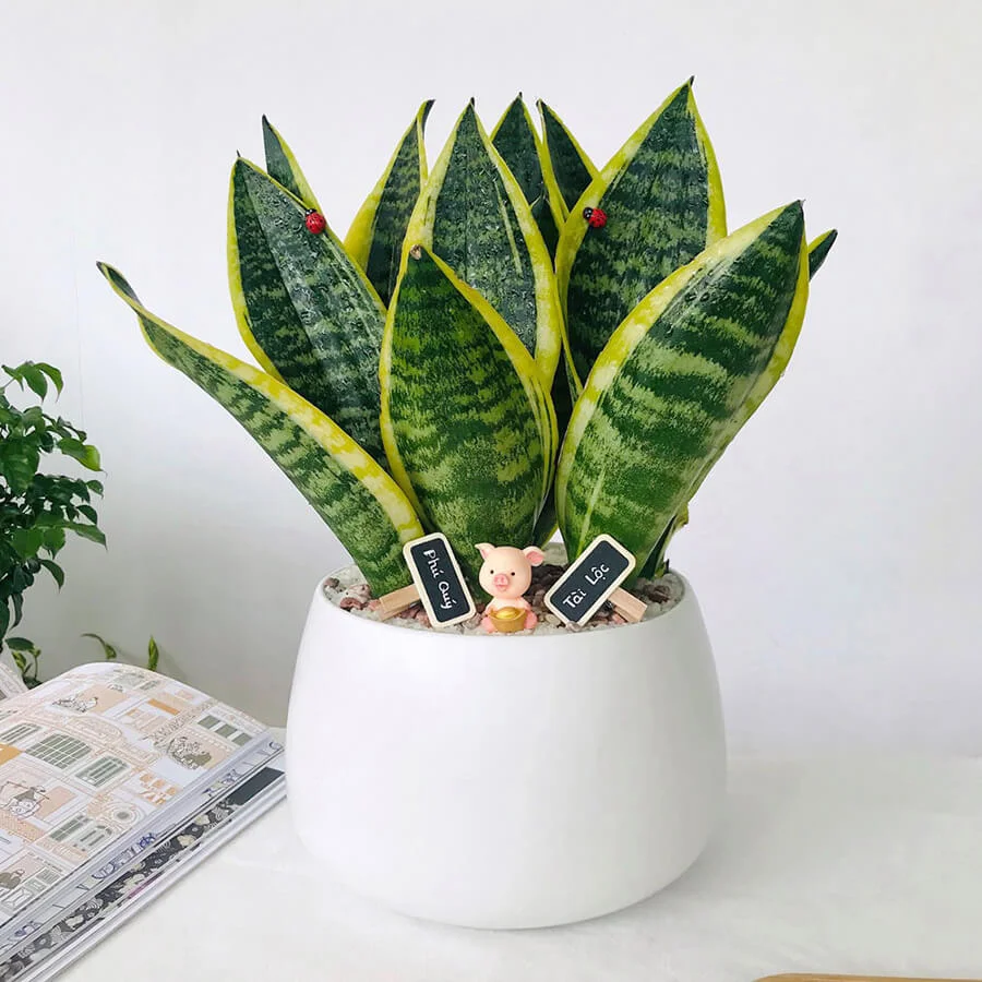 Cây Lưỡi Hổ
