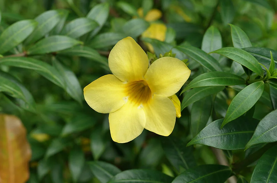 Hoa Huỳnh Anh