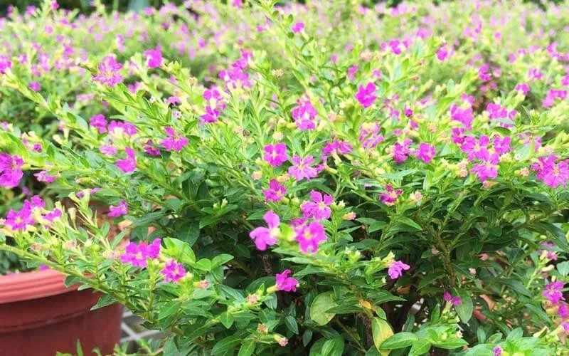 Hoa Cẩm Tú Mai