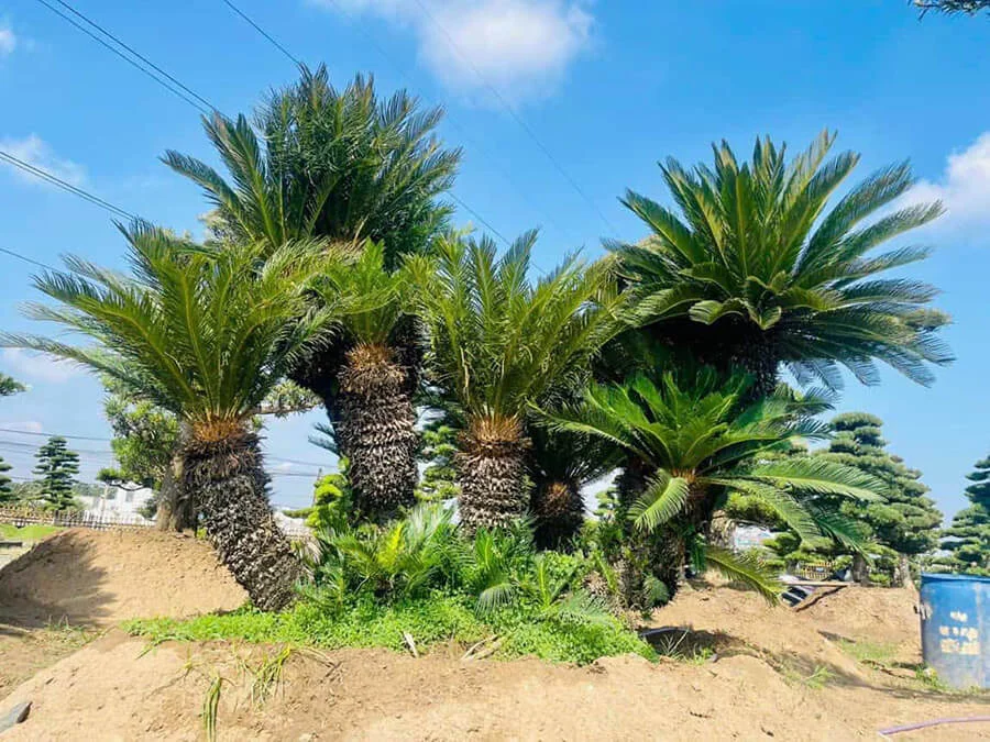 Cây Vạn Tuế