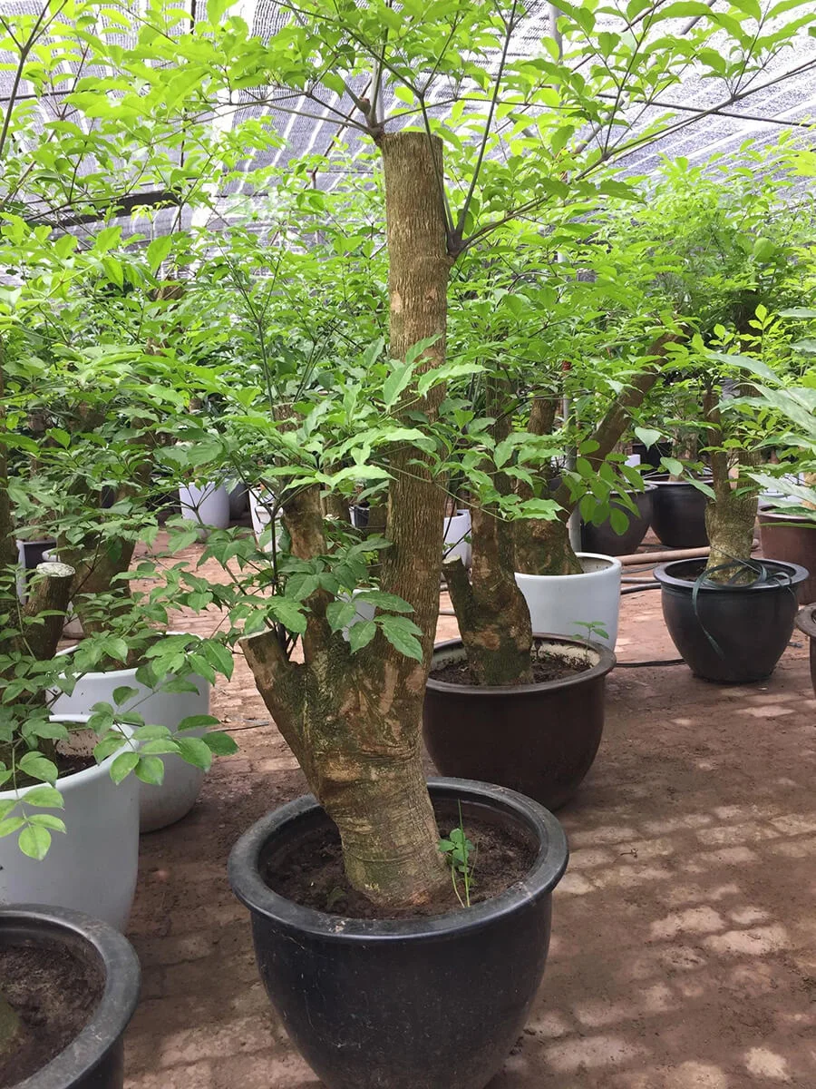Cây Hạnh Phúc