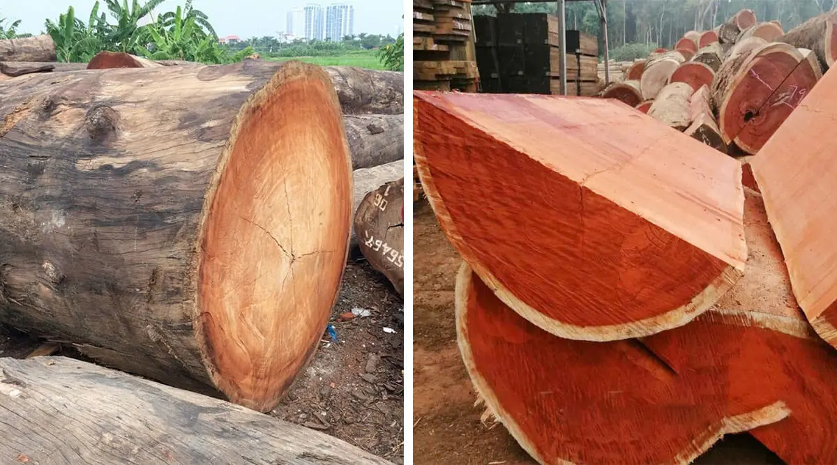 Nên chọn loại gỗ nào?