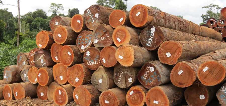 Hãy chọn gỗ gõ đỏ nếu bạn: